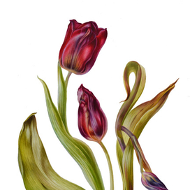 Ботаническая живопись "Тюльпаны"