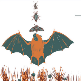 Иллюстрация для информационной брашюры Центра Реабилитации Рукокрылых в Харькове