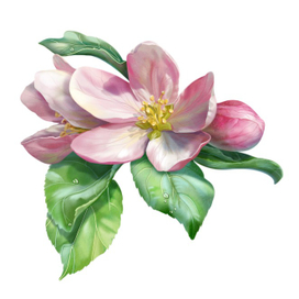 цвет яблони