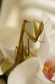 богомолица