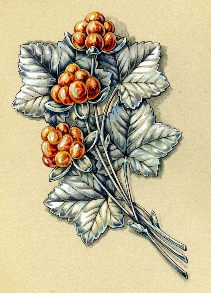 Эскиз броши "МОРОШКА"