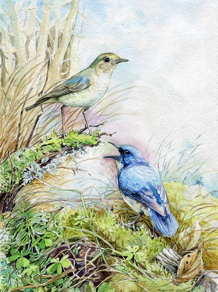 Акварель Синие соловьи