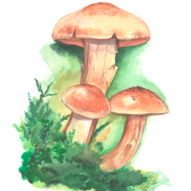 Лесные грибы