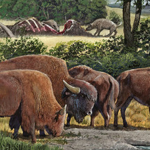 Бизоны Плейстоцена.