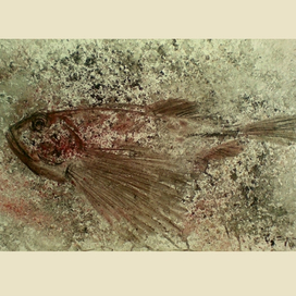 Весенний, но дурной и злющий подводный бычок