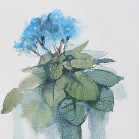 Голубые фиалки