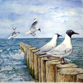 Балтийские чайки. Зеленоградск.