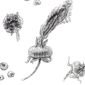 Графика в ботанической иллюстрации. Цвектобер.