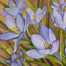 Крокусы весенние