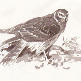 Набросочность