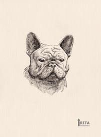 Французский бульдог