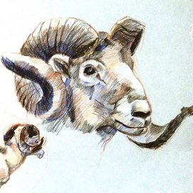 Горный баран