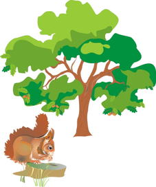 Дуб и белка