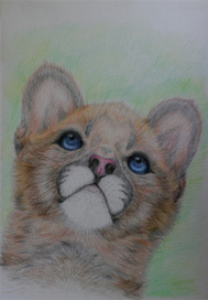 Детеныш пумы