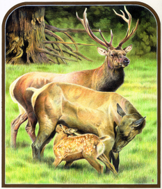 Благородные олени