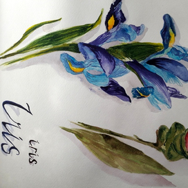 Ирис и Куркума