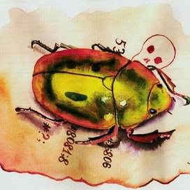 Золотой жук