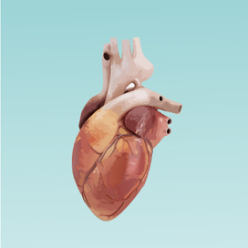 human heart