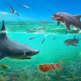 Мокрые животные