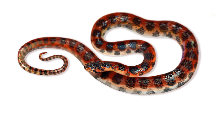 Динодон (Dinodon rufozonatum)