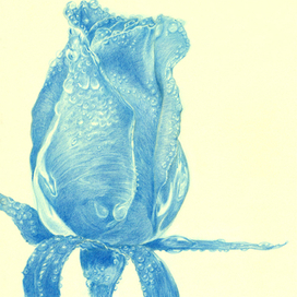 Голубая роза