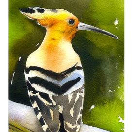 Упупа (Upupa epops)