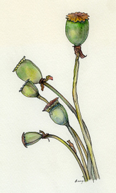 дачные зарисовки