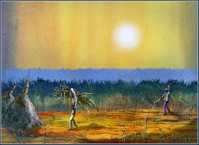 уборка тростника