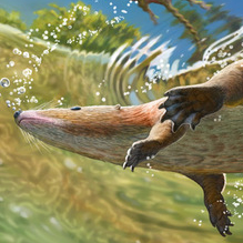 Castorocauda lutrasimilis