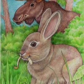 Любители коры