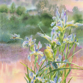 Желтая трясогузка