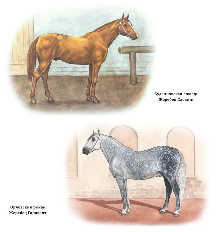 Породы лошадей