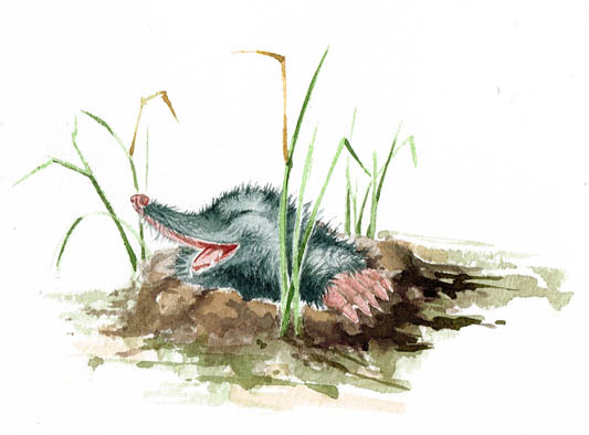 Для детской книжки 2