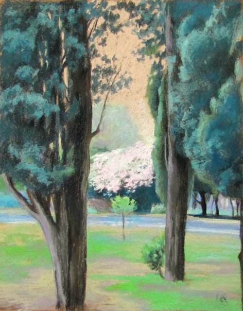 Розовый куст в Будве