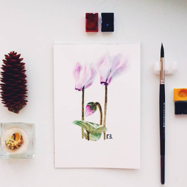 Цикламен. Ботаническая иллюстрация