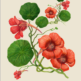 Настурция/для альбома/2017