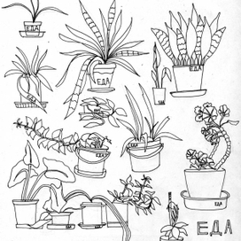 Цветы в горшках