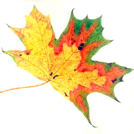 Портреты осенних листьев.