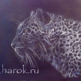 Леопард