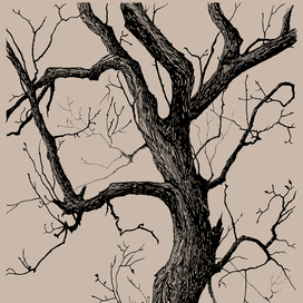 Старое дерево