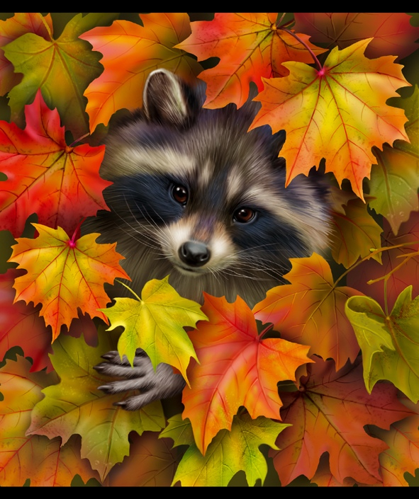 Крошка енот