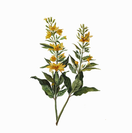 Ботаническая иллюстрация "Вербейник точечный"