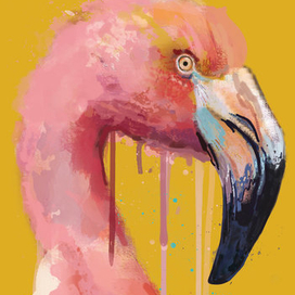 Flamingo