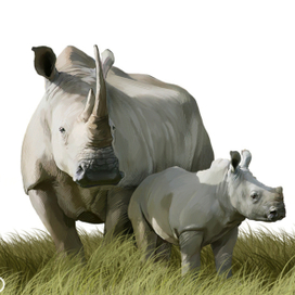 Иллюстрация для книги Брема «Жизнь животных» «Носороги»