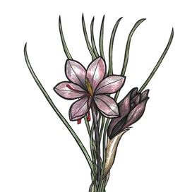 Crocus Sativus