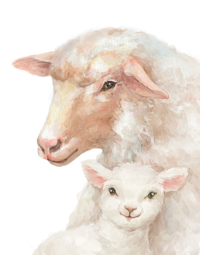 Овечья нежность