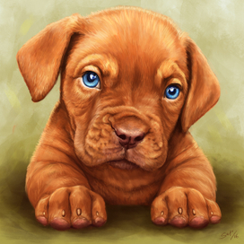 Щенок французского мастифа