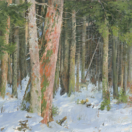 Дремучий еловый лес