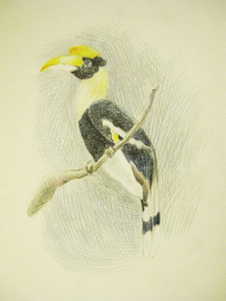 птица-носорог