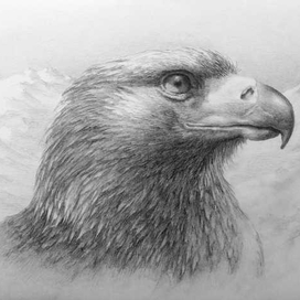 Голова беркута